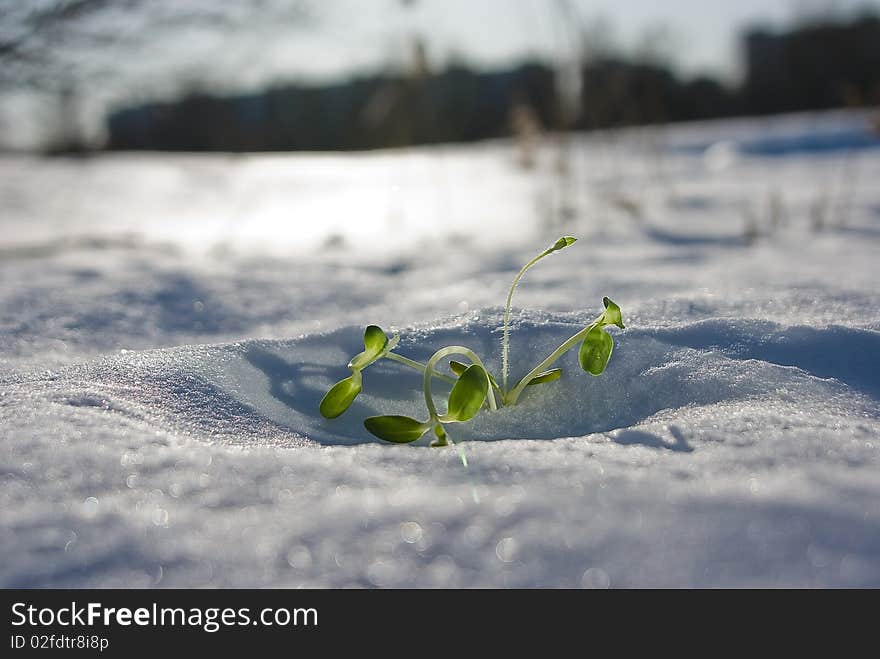 A series: the first plants of spring in sun beams. A series: the first plants of spring in sun beams