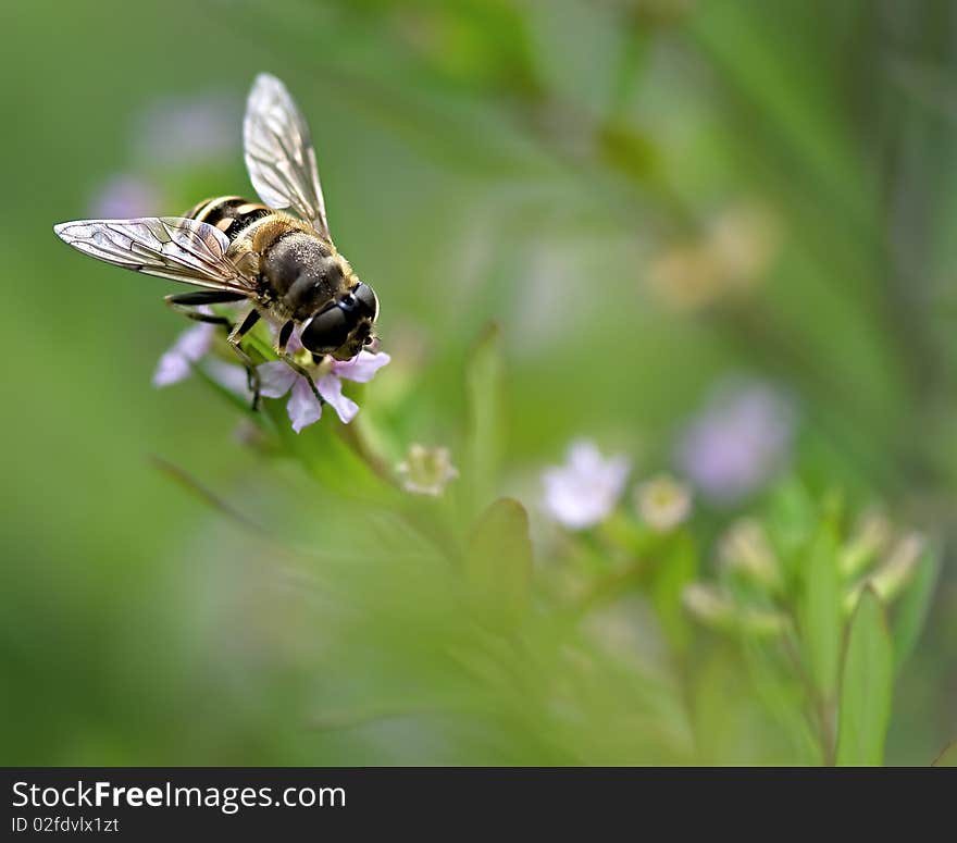 Flies in the family Syrphidae are commonly known as hoverflies, flower flies, or syrphid flies. Flies in the family Syrphidae are commonly known as hoverflies, flower flies, or syrphid flies.