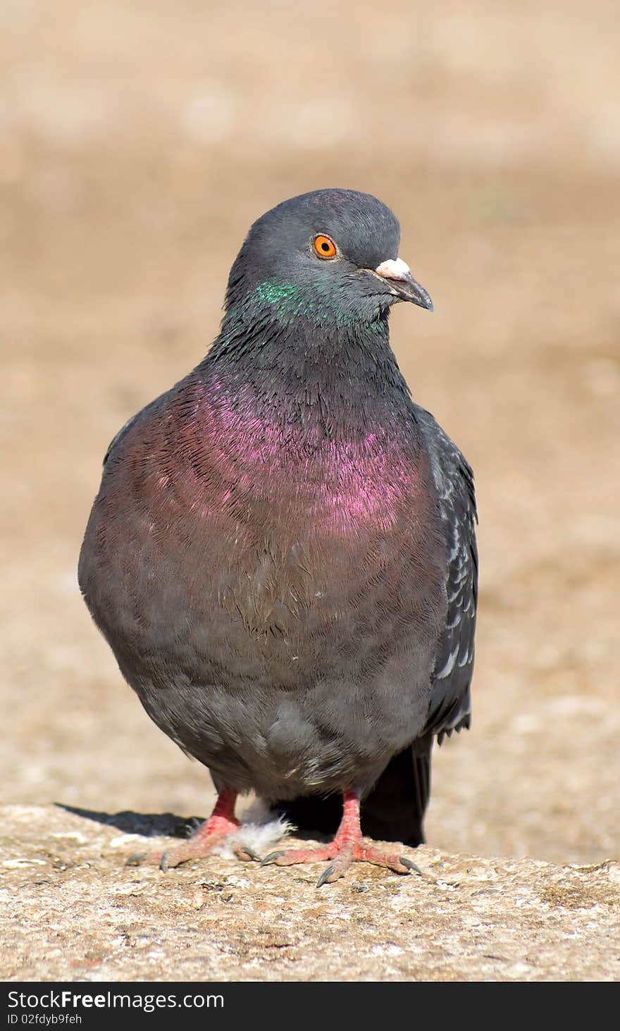 The Pigeon