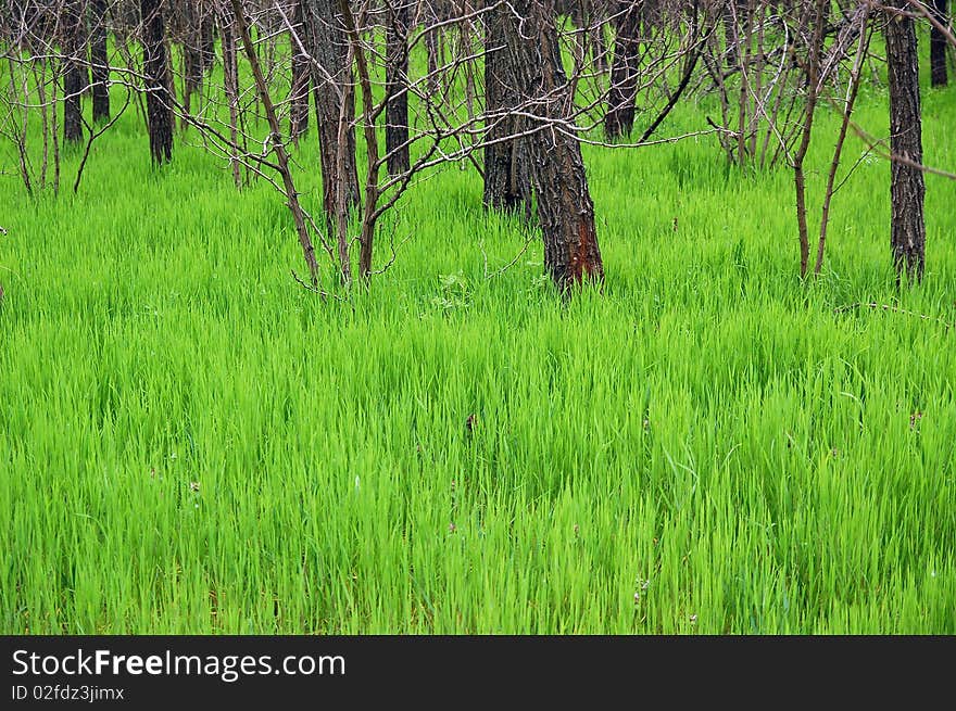 Green grass