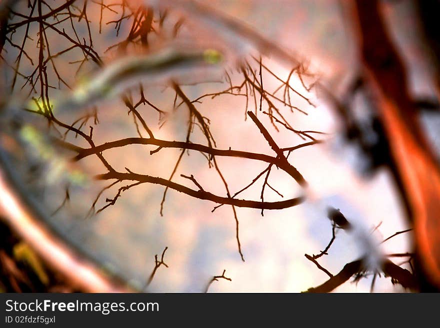 Branches reflecting in rusty water