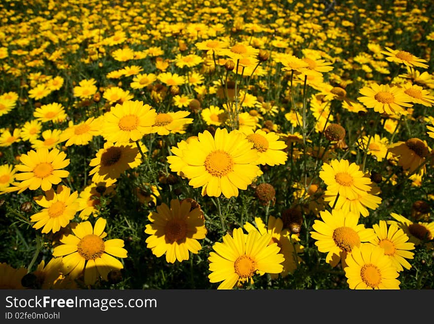 Planting of yellow daisies in the country-side