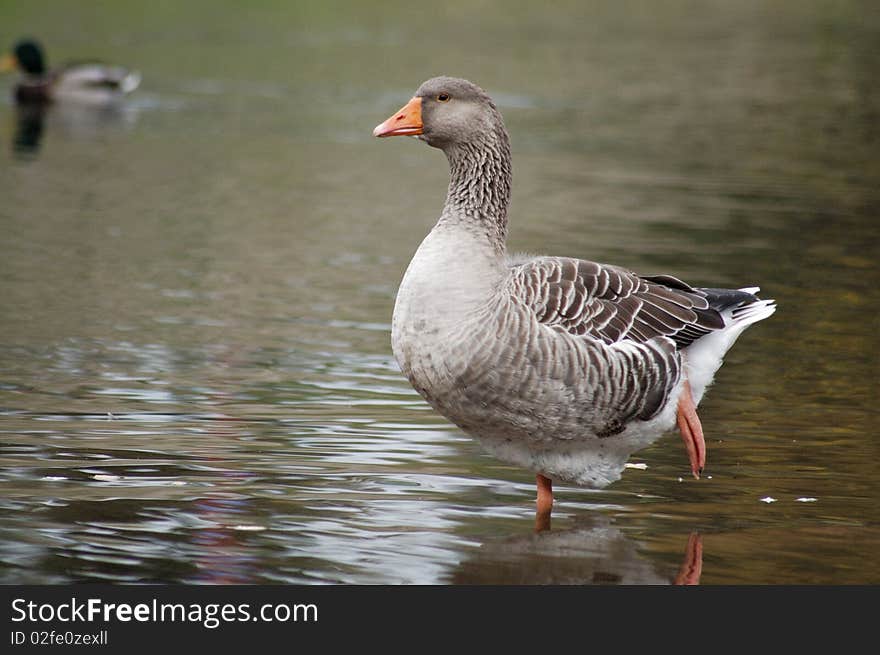 Grey goose on shallow water