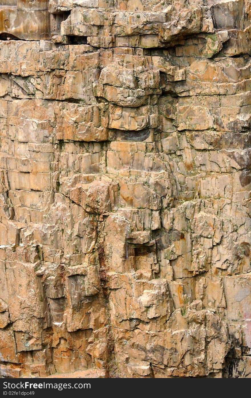 Texture Of Wooden Fossil Surface