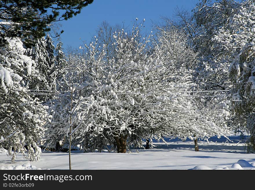 Snow covered tree in the park