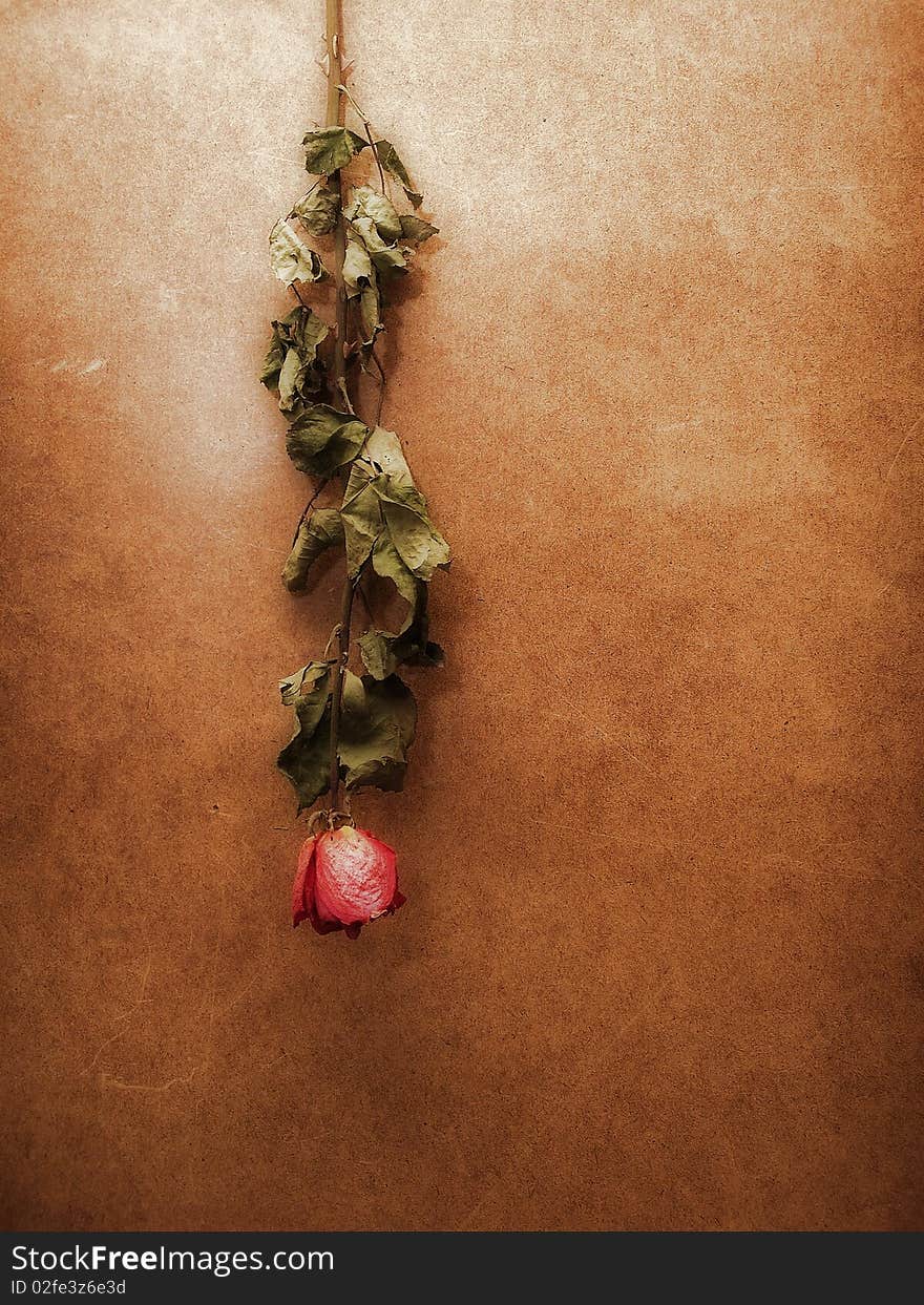 A macro of a dried rose on a wall