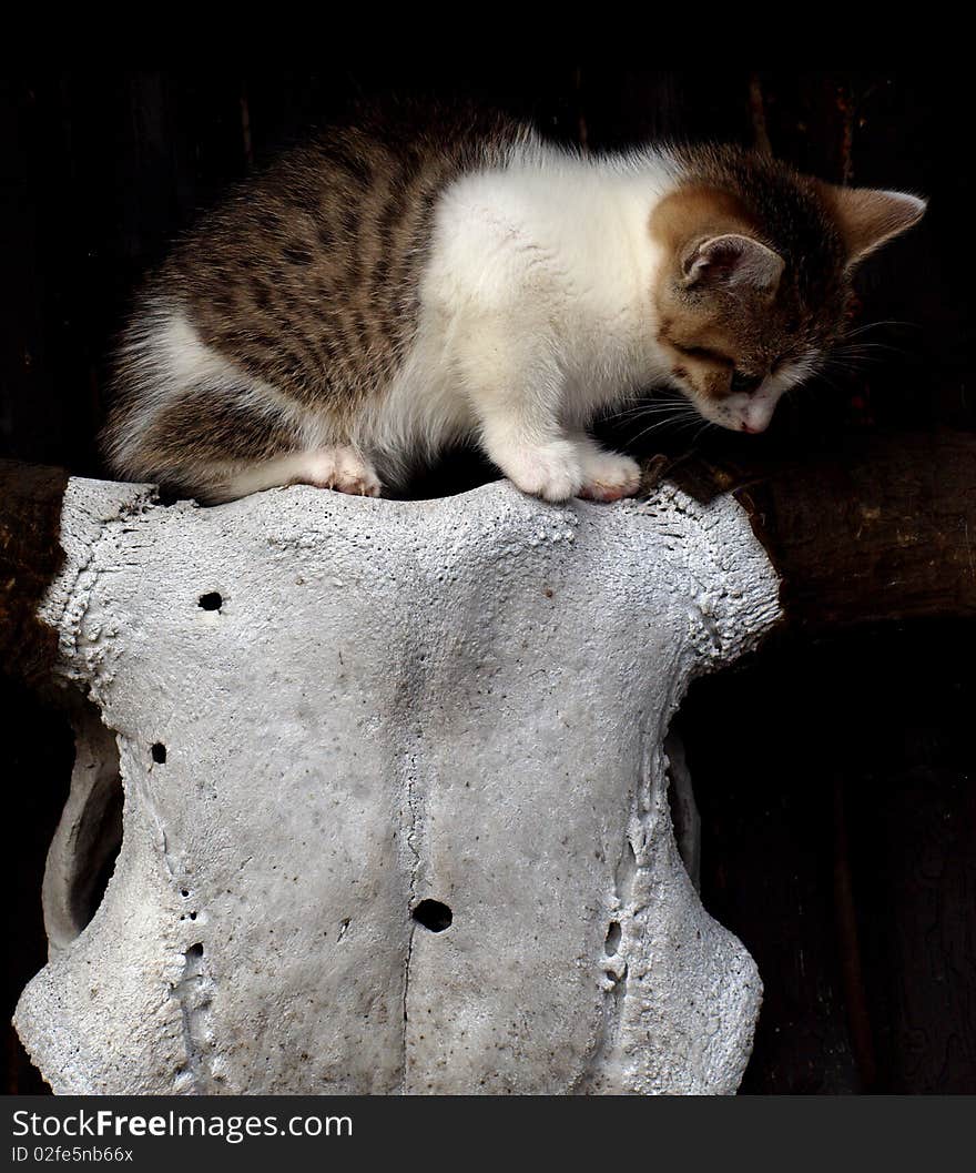 Little scary kitten with black eyes on the cow skull