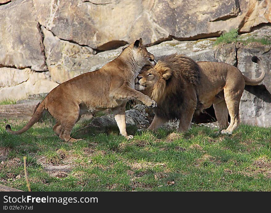 Playing Lion Couple