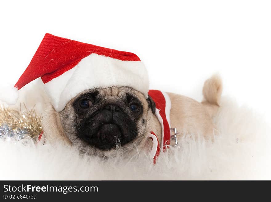 Photo of sweet pug in Santa's cap on the white background