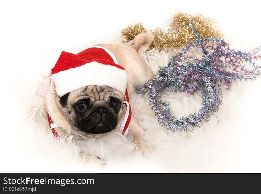 Photo of sweet pug in Santa's cap on the white background