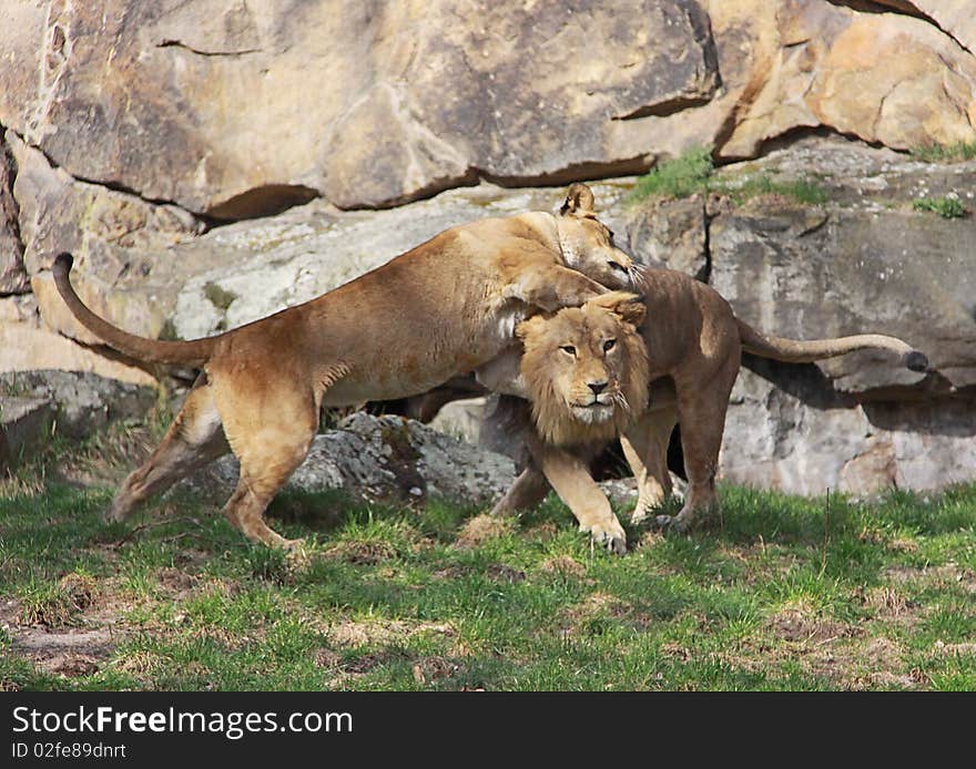 Cuddling Lion Couple