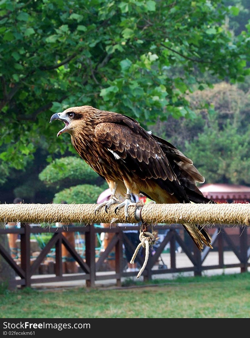 Falcon. Side view. In summer.