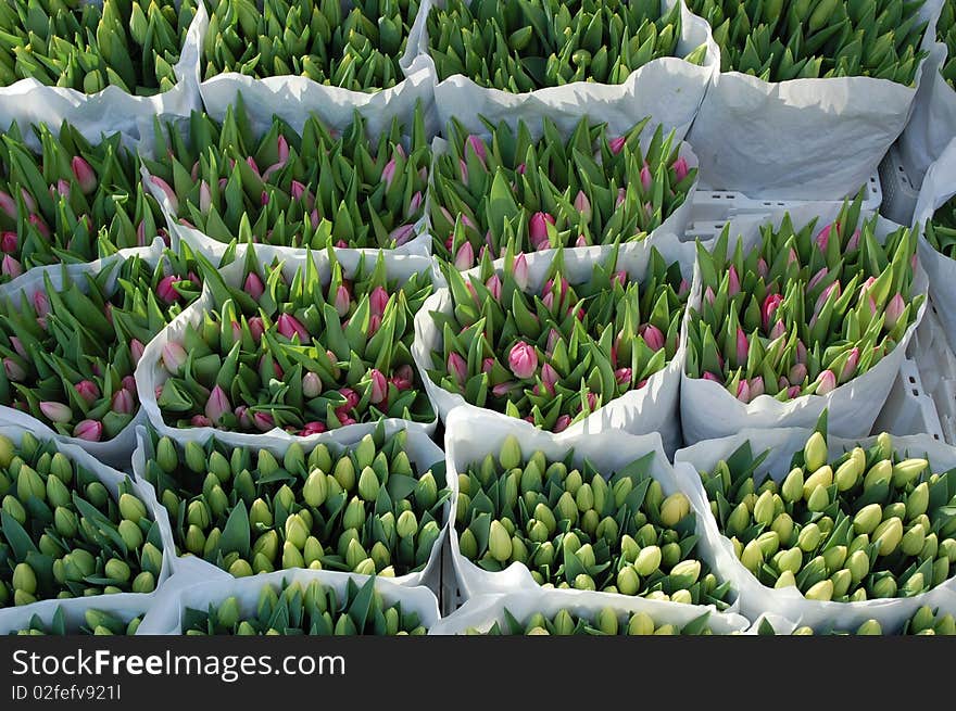 Dutch Tullips wrapped in paper. Dutch Tullips wrapped in paper