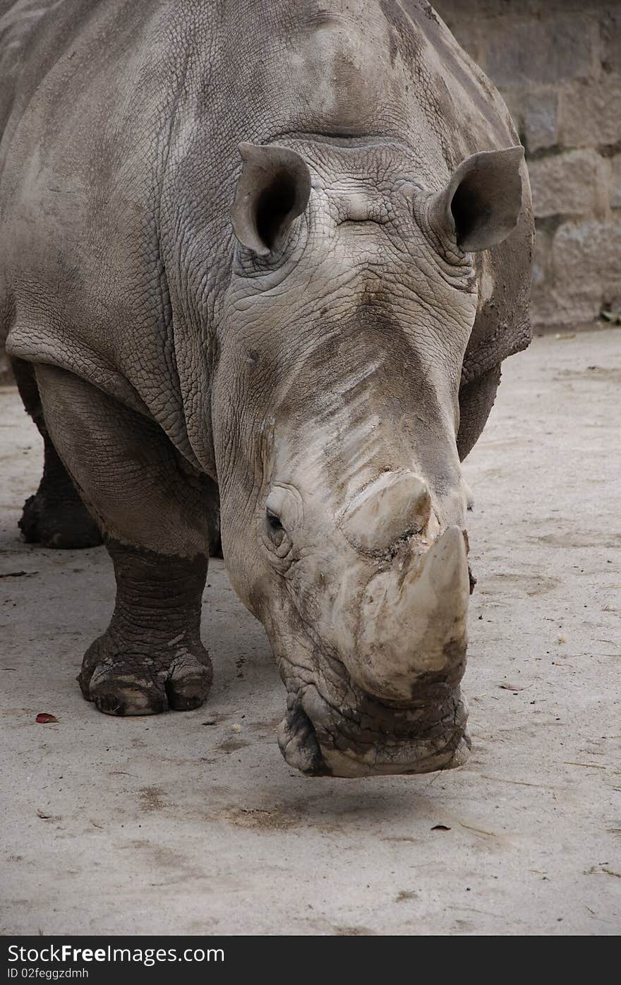 Shoot this rhinoceros in Zoo