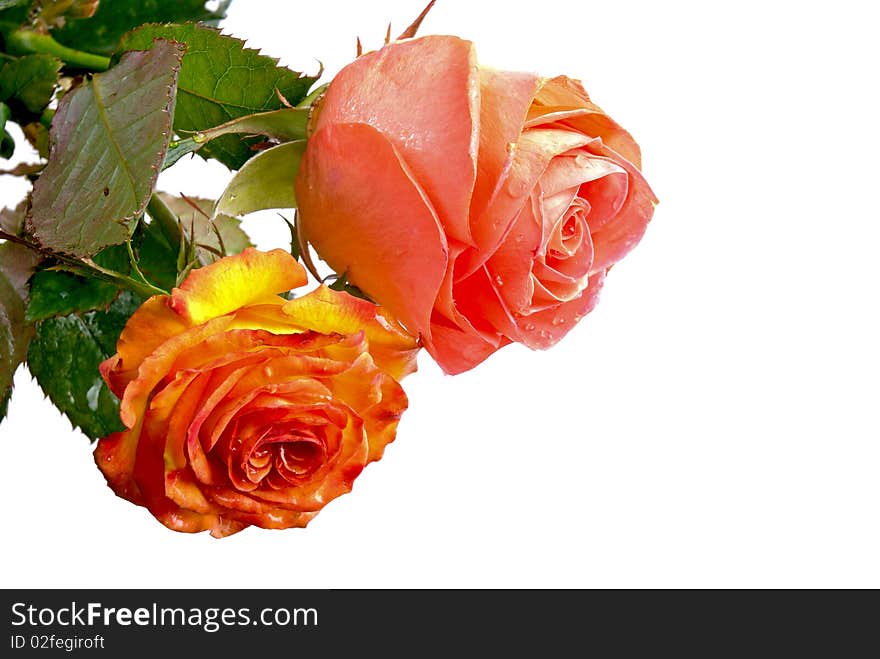 Red roses on a white background