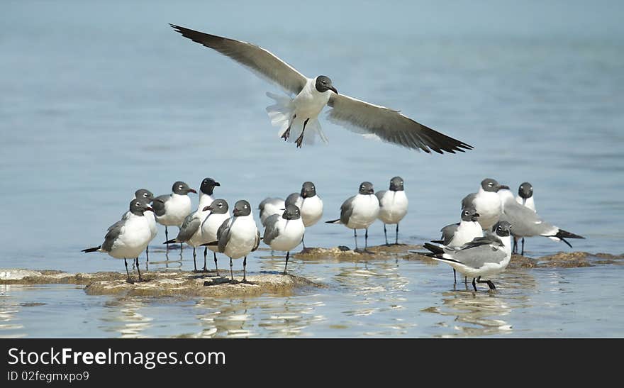 Sea Gulls By The Water