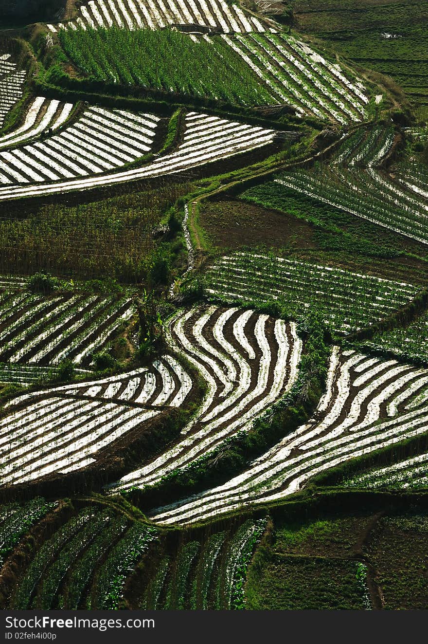 Terraced field in the sunshine.