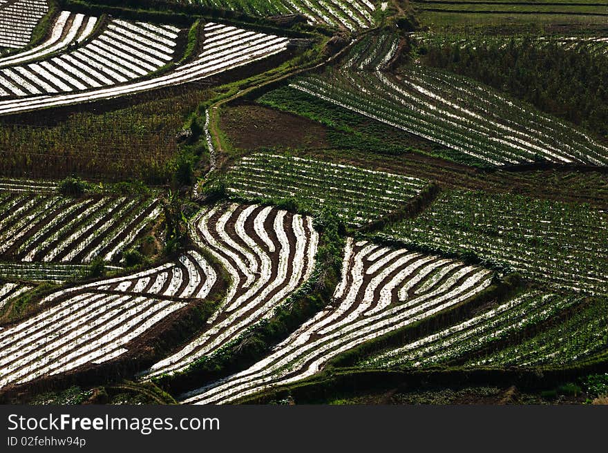 Terraced field in the sunshine.