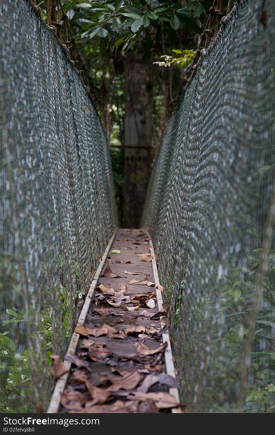 Canopy Walk