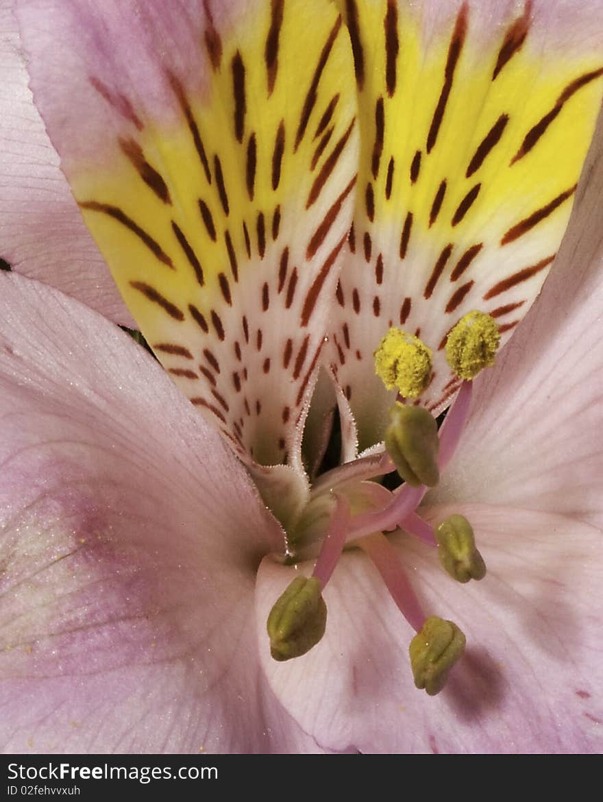 Pink Fressia flower closeup showing yellow colors. Pink Fressia flower closeup showing yellow colors