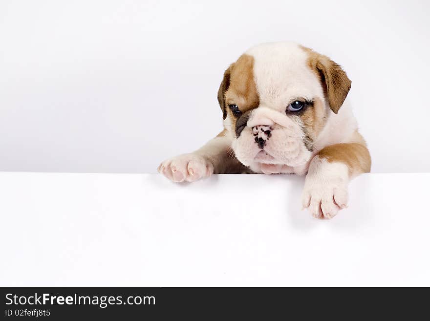 English Bulldog puppy in front of white background with space for text. English Bulldog puppy in front of white background with space for text.