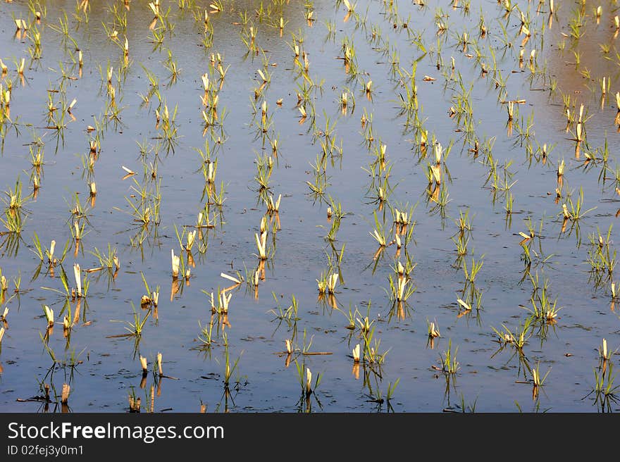 Rice field in water