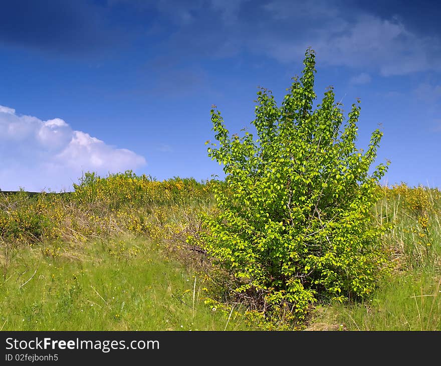 Summer plants with blue sky on the background.