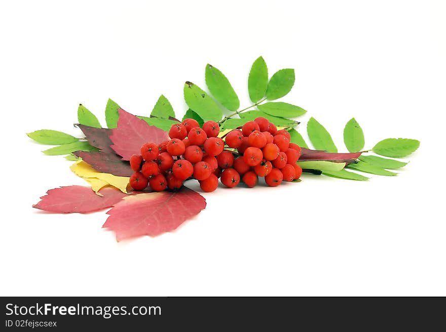 Red rowanberry and autumn leaves.