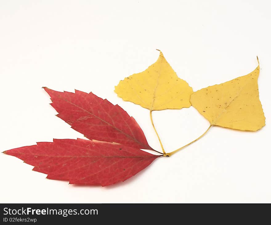 Autumn leaves on the white background.