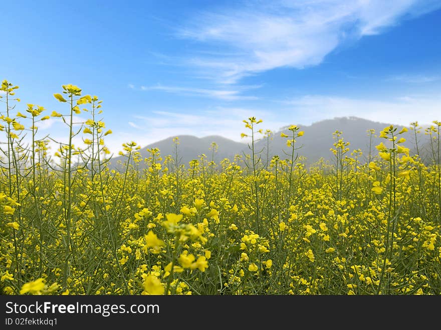 Rape field