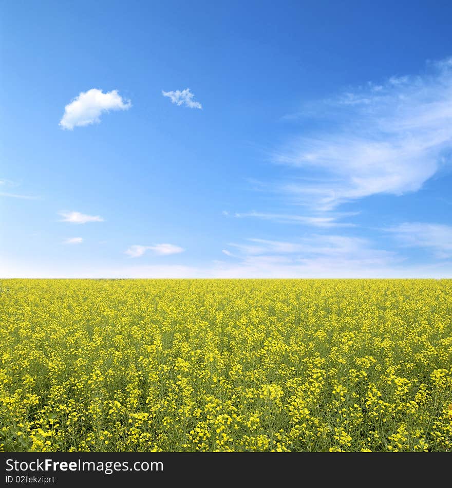 Rape field