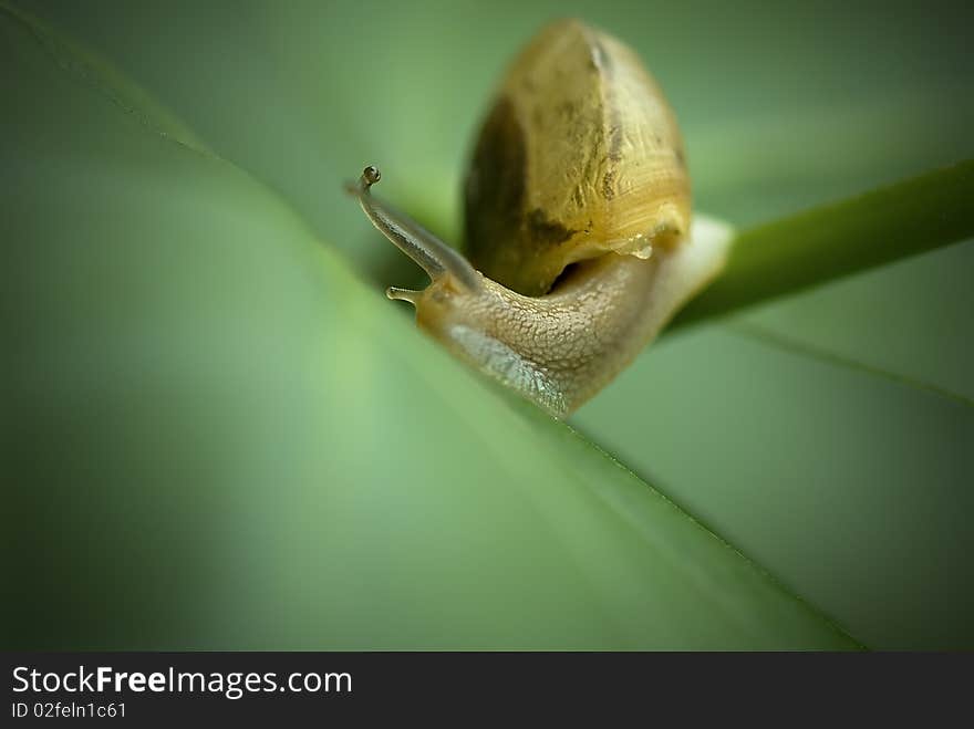 A divertive snail on leaf.