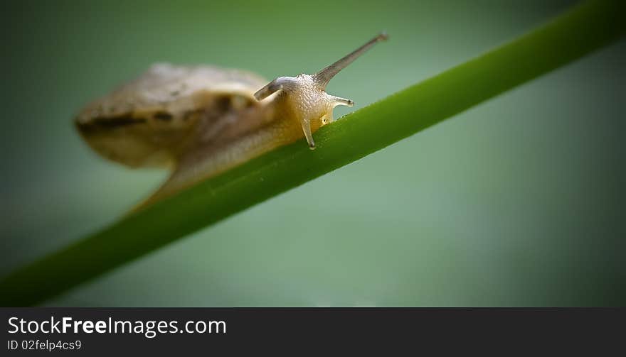 A divertive snail on branch.