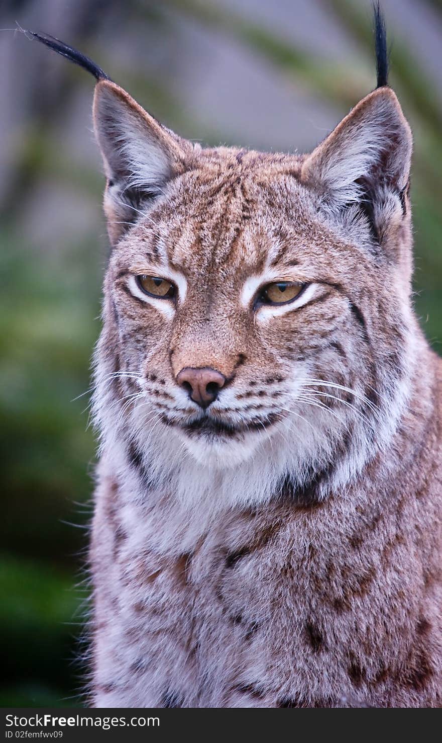 Lynx bobcat close up