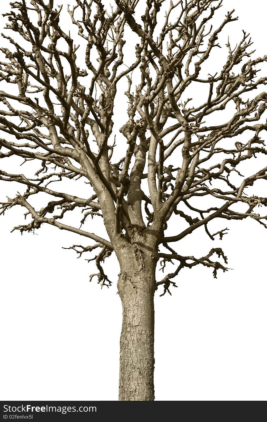 A trimmed spring tree isolated over white. A trimmed spring tree isolated over white