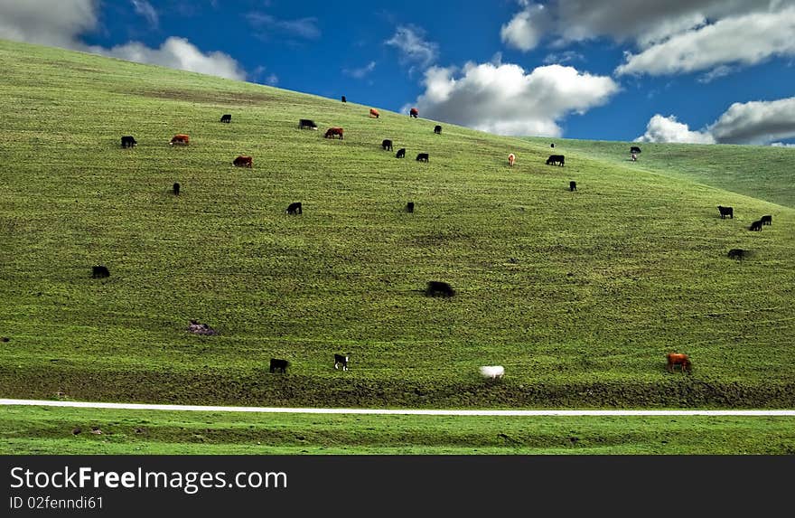 Cows on the hillside in California, USA
Without electric cables. Cows on the hillside in California, USA
Without electric cables