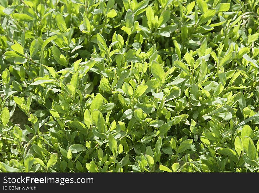 Green grass in a sunny day, texture. Green grass in a sunny day, texture