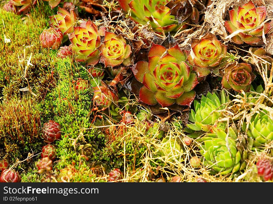 Young unpretentious encrusted saxifrage rejuvenated, growing Rockery