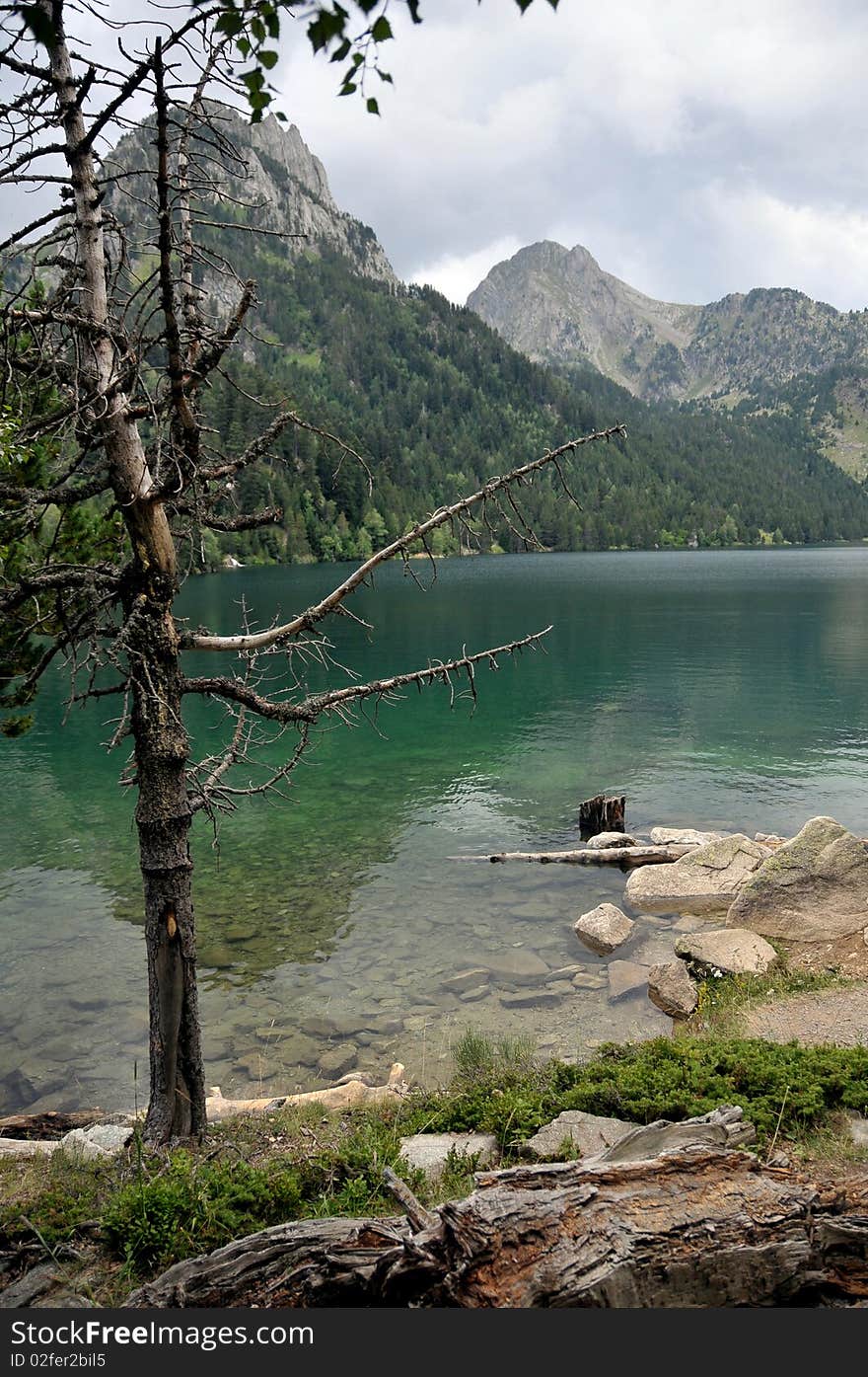 Dry tree on score of a mountain lake