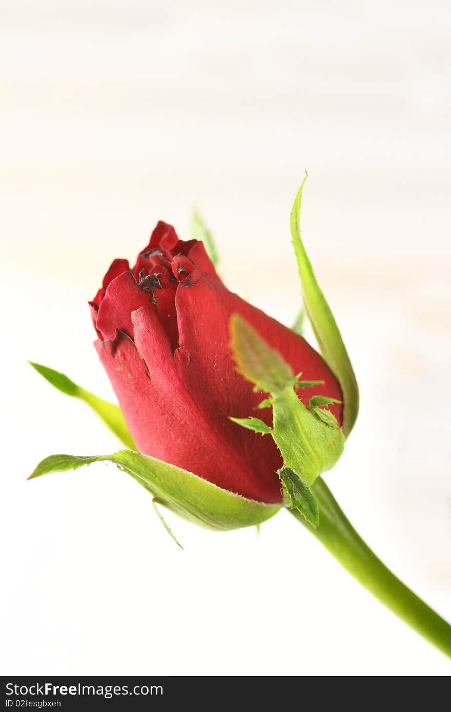 Red Rose on a white background