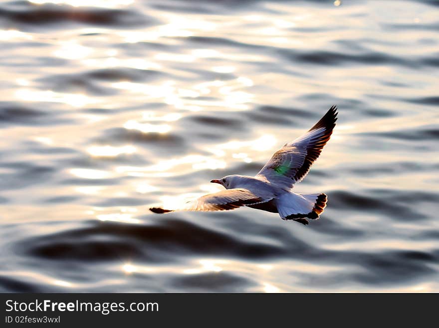 Seagull In Flight