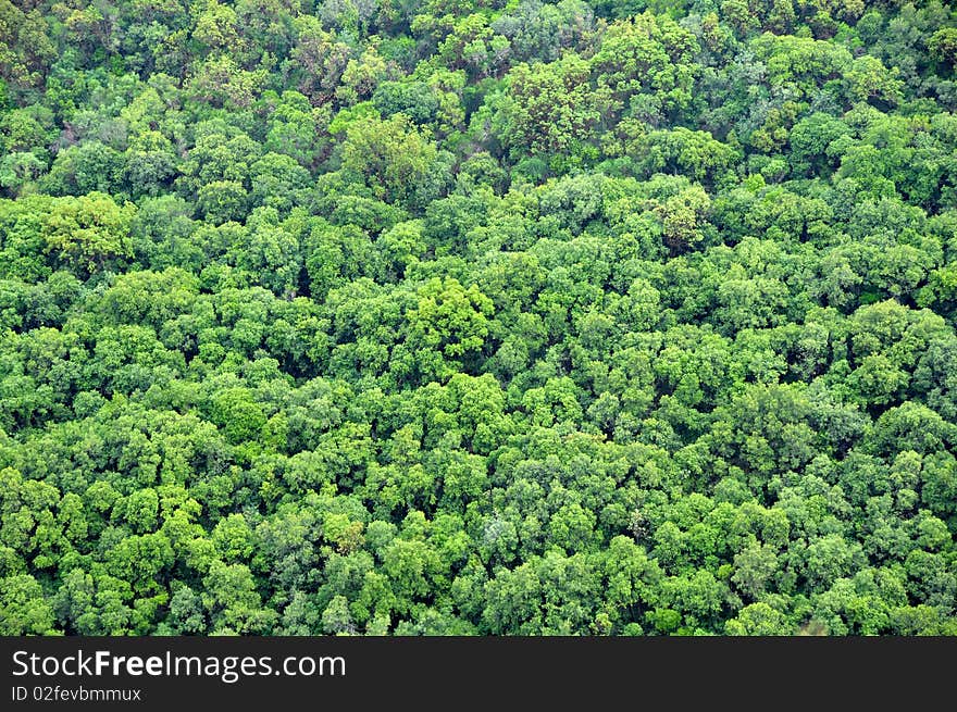 View of green woods from bird flight altitude. View of green woods from bird flight altitude.