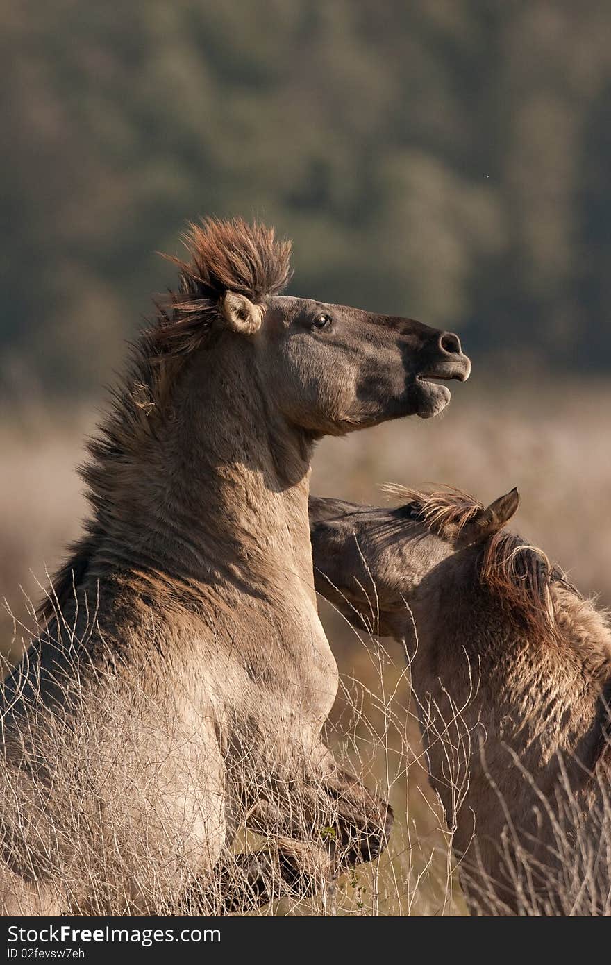 Battling wild Conickhorses, these animals can be very agressive. Battling wild Conickhorses, these animals can be very agressive