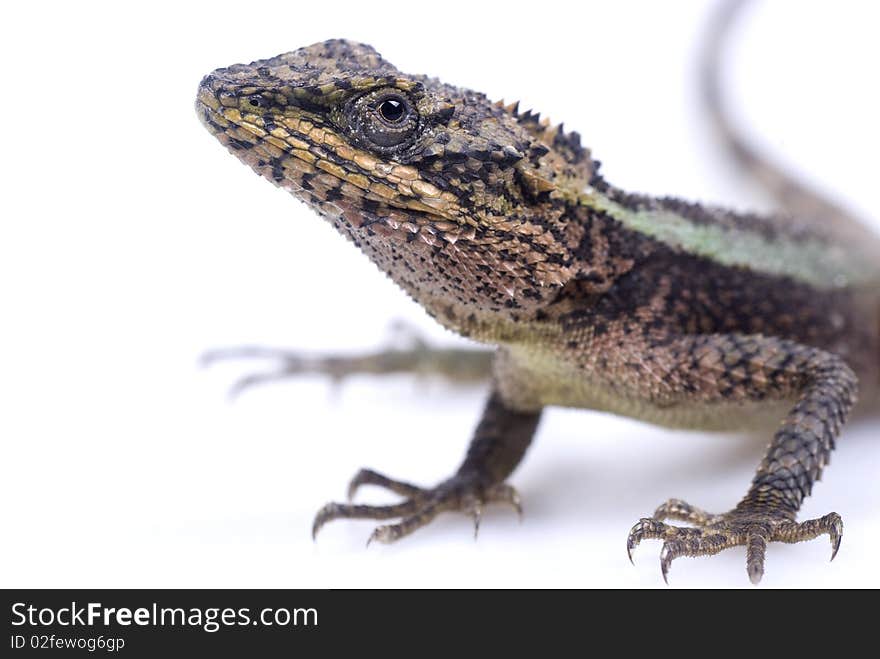 A lizard on a white background