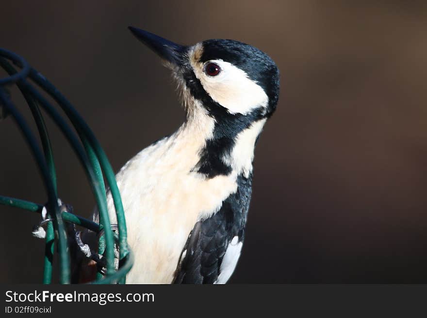 Great Spotted Woodpecker (Dendrocopos major)