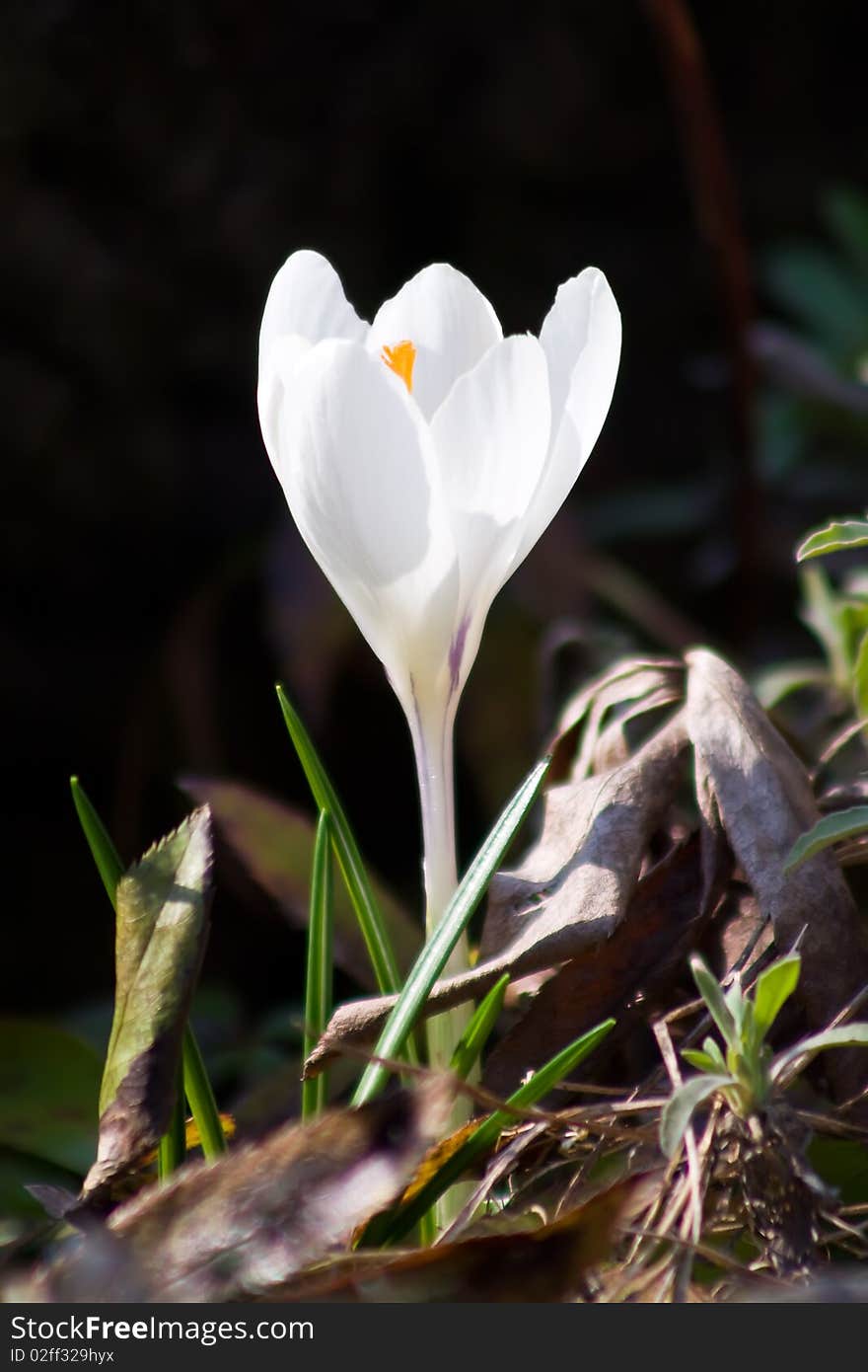 White crocus in contrejour lighting