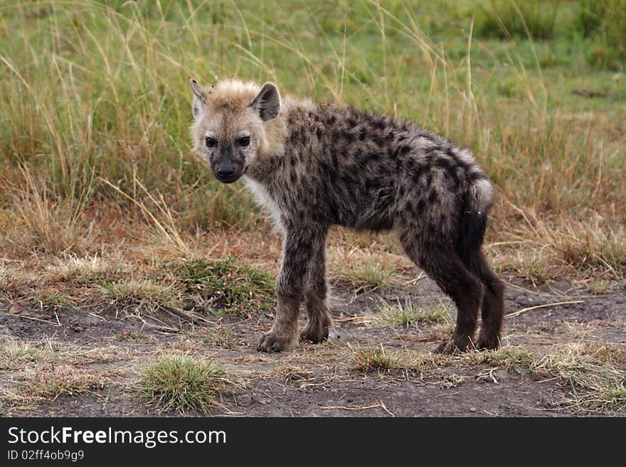 Spotted hyena young, Kenya