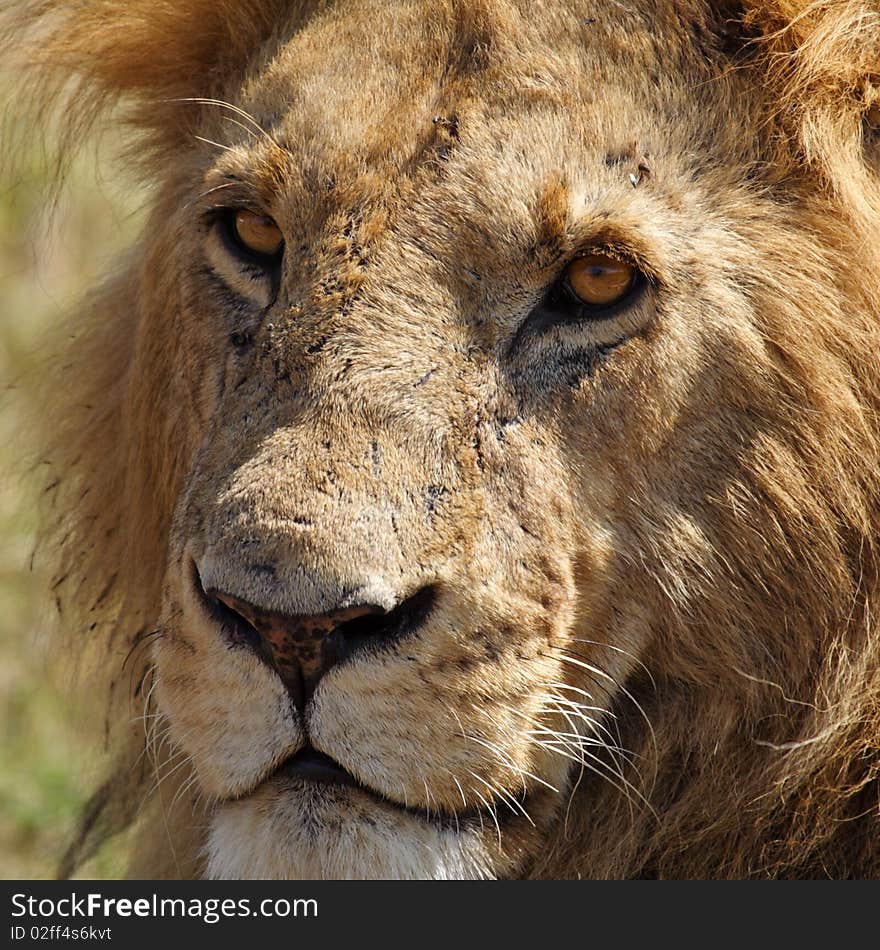 Eye-to-eye with old lion male, Kenya