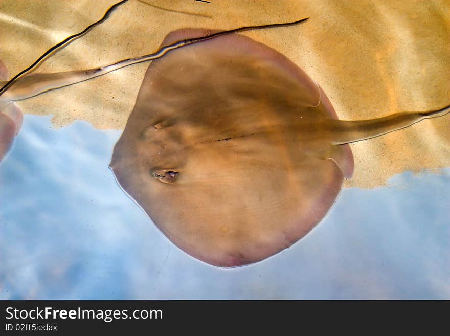 Ray in Pool