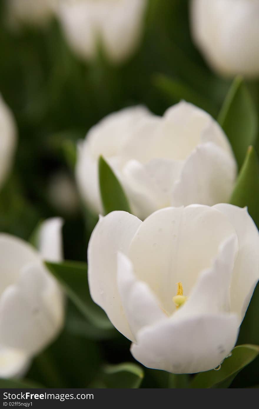 A close up shot of white tulips from garden